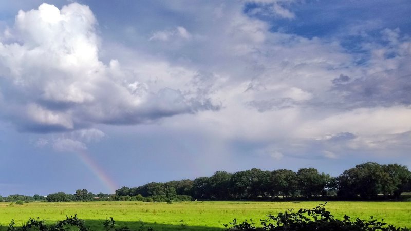 Hobökentwiete, Natur Hobökentwiete, Natur